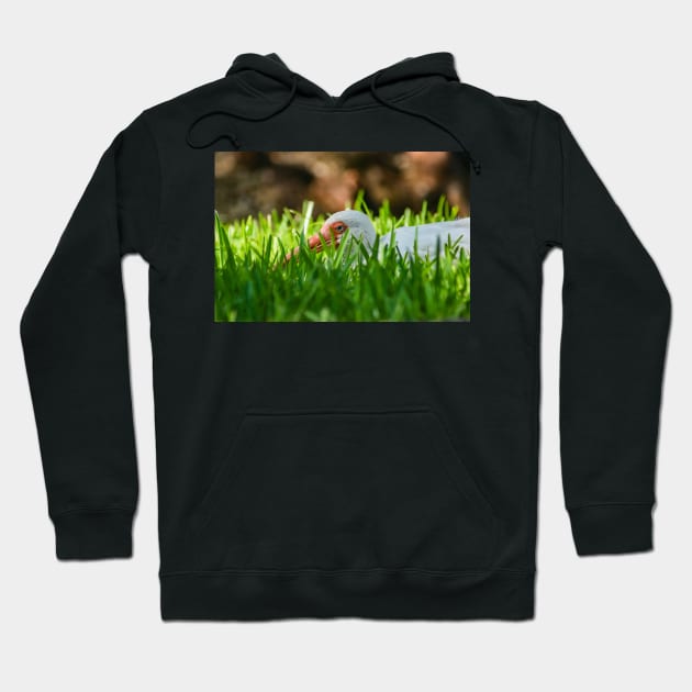 American white ibis 4 Hoodie by KensLensDesigns